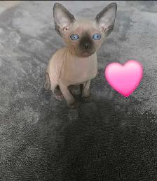 sphynx chatons - Photo 6