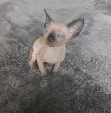 sphynx chatons - Photo 7