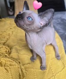 sphynx chatons - Photo 8