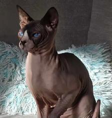 sphynx chatons - Photo 9