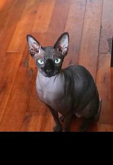 sphynx chatons - Photo 10