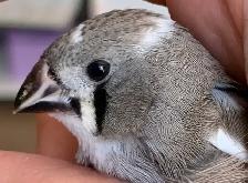 For Sale:  Zebra Finches - Photo 3