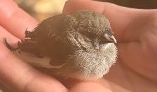 For Sale:  Zebra Finches - Photo 4