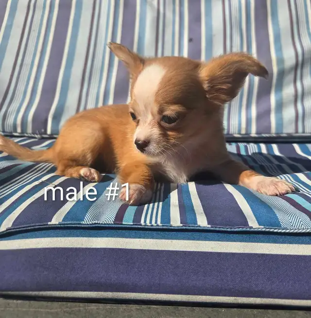 Chihuahua puppies