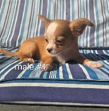 Chihuahua puppies