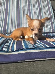 Chihuahua puppies - Photo 2