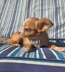 Chihuahua puppies - Photo 3