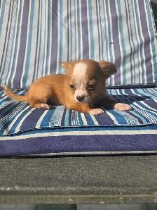 Chihuahua puppies - Photo 4
