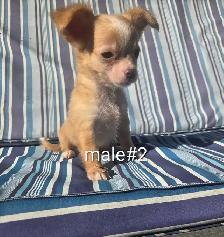 Chihuahua puppies - Photo 5