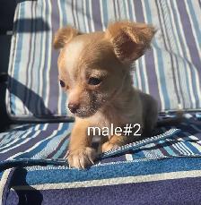 Chihuahua puppies - Photo 6