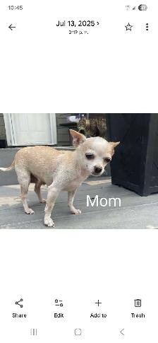 Chihuahua puppies - Photo 7