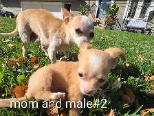 Chihuahua puppies - Photo 8