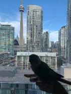 BIRD BOARDING TORONTO! | TEXT 647-490-7156 - Photo 3