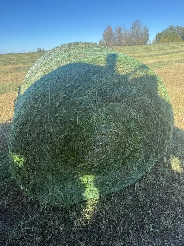 Second cut alfalfa Haylige