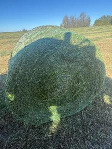 Second cut alfalfa Haylige