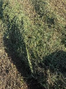 Second cut alfalfa Haylige - Photo 2