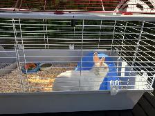 Lapine et cage - Photo 2