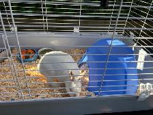 Lapine et cage - Photo 3