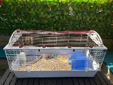 Lapine et cage - Photo 4
