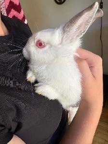 Lapine et cage - Photo 5