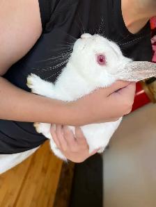 Lapine et cage - Photo 6