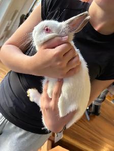 Lapine et cage - Photo 7