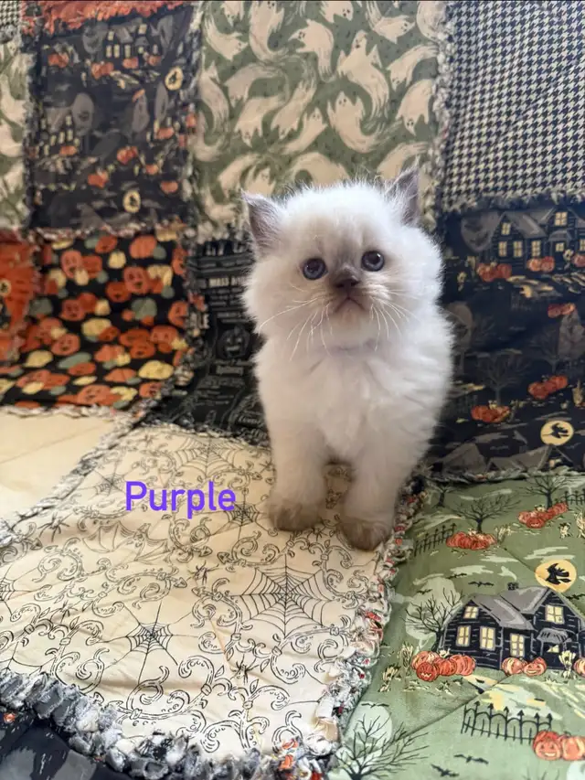 Absolutely gorgeous Himalayan kittens