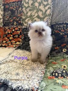 Absolutely gorgeous Himalayan kittens