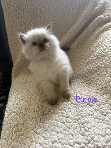 Absolutely gorgeous Himalayan kittens - Photo 2