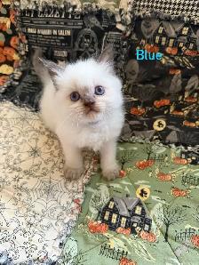 Absolutely gorgeous Himalayan kittens - Photo 3