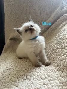 Absolutely gorgeous Himalayan kittens - Photo 4