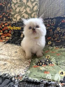 Absolutely gorgeous Himalayan kittens - Photo 5