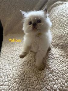 Absolutely gorgeous Himalayan kittens - Photo 6