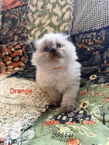 Absolutely gorgeous Himalayan kittens - Photo 7