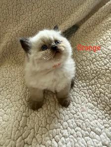 Absolutely gorgeous Himalayan kittens - Photo 8