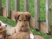 Mini poodle mix