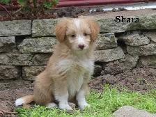 Mini poodle mix - Photo 2