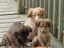 Mini poodle mix - Photo 3