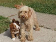 Mini poodle mix - Photo 4
