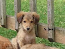 Mini poodle mix - Photo 5