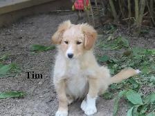 Mini poodle mix - Photo 6