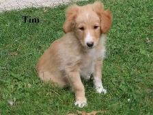Mini poodle mix - Photo 7