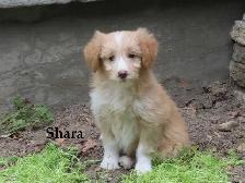 Mini poodle mix - Photo 8