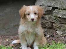 Mini poodle mix - Photo 9