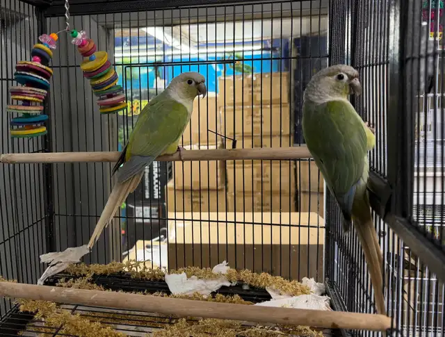 Mint Cheek Conure Pair