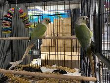 Mint Cheek Conure Pair
