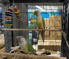 Mint Cheek Conure Pair - Photo 2