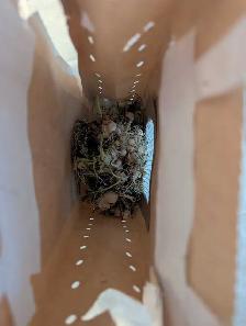 Free Bulbs - Photo 2