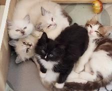 Beautiful  Ragdoll kittens, Looking for their FUREVER Home.