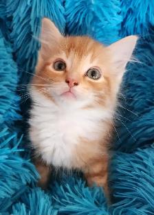 Beautiful  Ragdoll kittens, Looking for their FUREVER Home. - Photo 3
